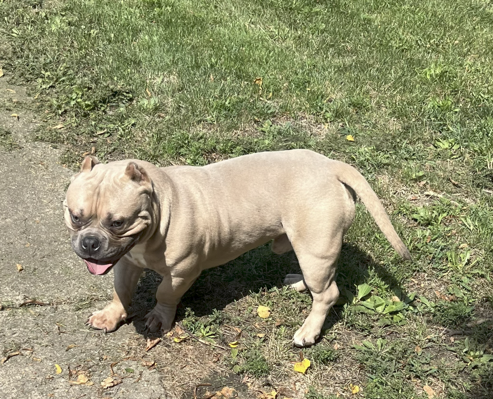 Stud 1